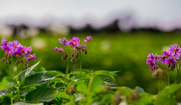 Maleic hydrazide as a potato sprout suppressant